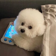 小狐狸钱包苹果版